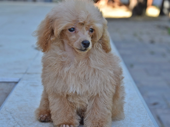 Toy Poodle puppy for sale