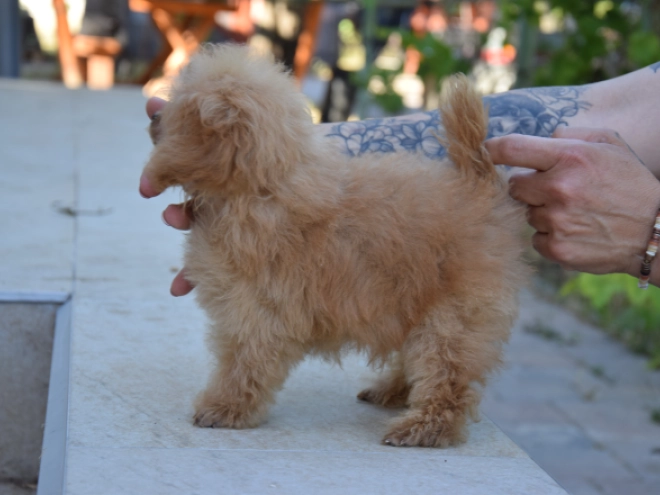 Toy Poodle puppy for sale