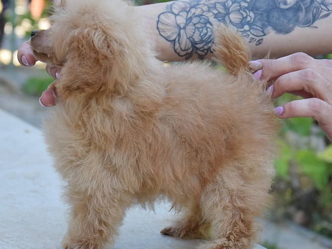 Toy Poodle puppy for sale