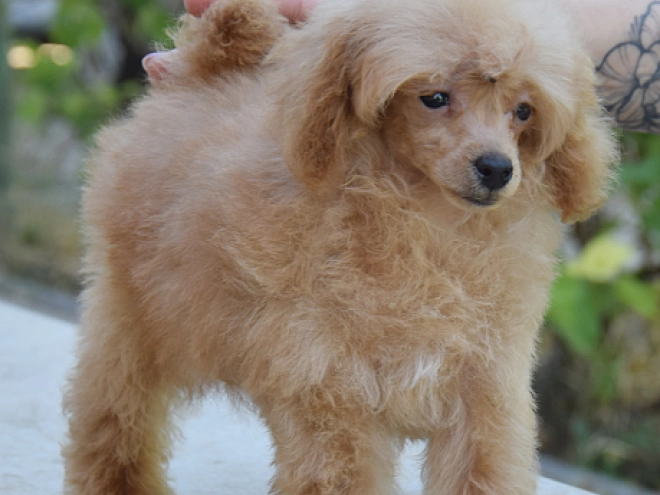 Toy Poodle puppy for sale