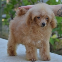 Mini, red Toy Poodle for sale