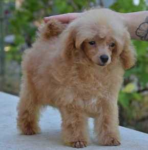 Mini, red Toy Poodle for sale