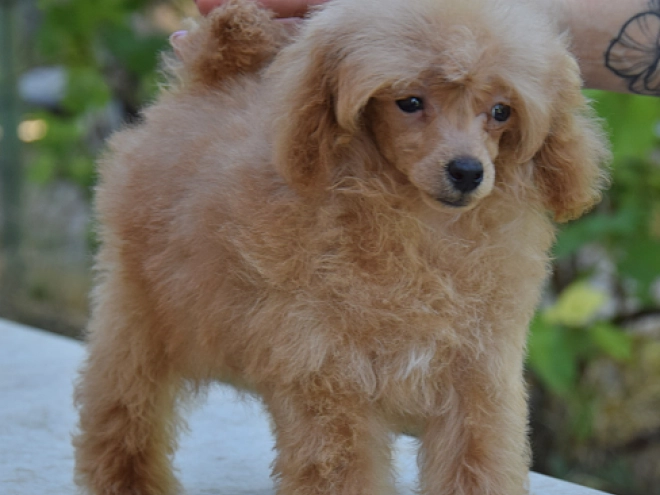 Toy Poodle puppy for sale