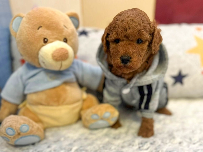 Toypudel Welpe zu verkaufen