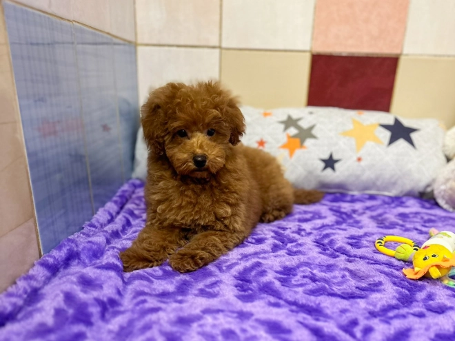 Toy Poodle puppy for sale