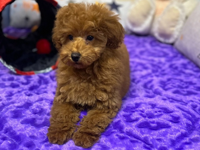 Toy Poodle puppy for sale