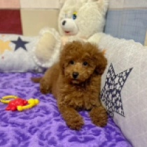 Toy Poodle puppy for sale