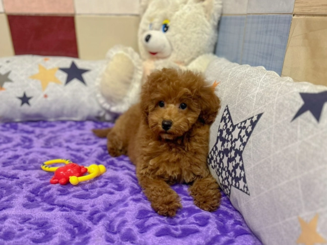 Toy Poodle puppy for sale