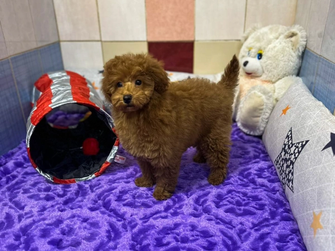 Toy Poodle puppy for sale
