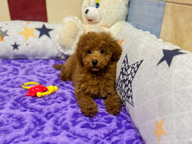 Toy Poodle puppy for sale