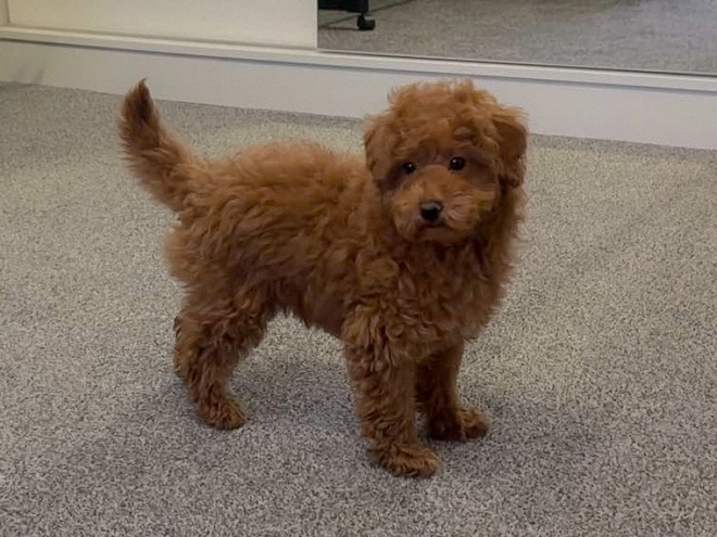 Toy Poodle puppy for sale