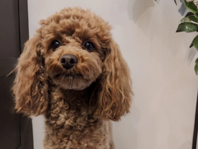 Toy Poodle puppy for sale