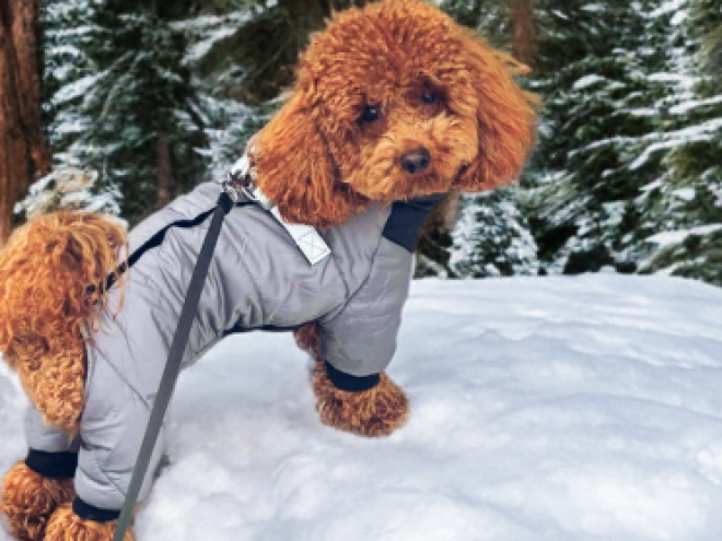 Toy Poodle puppy for sale