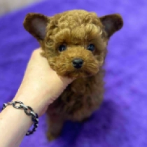 Wookie, red Toy Poodle for sale