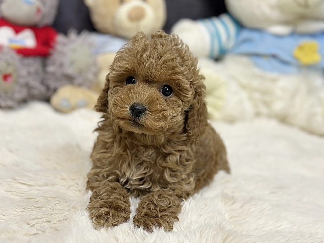 Perros Caniche Toy en venta