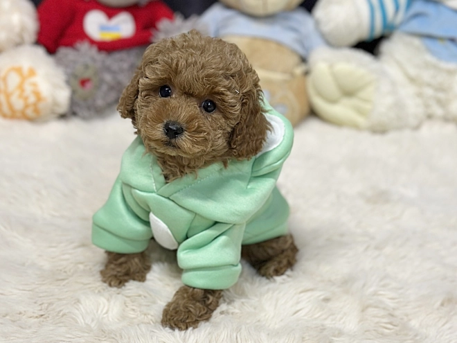Perros Caniche Toy en venta