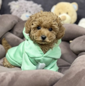 Perros Caniche Toy en venta