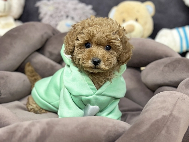 Perros Caniche Toy en venta