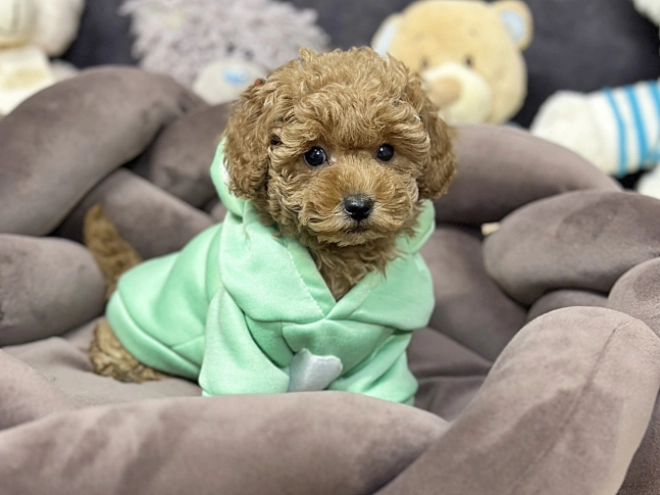 Perros Caniche Toy en venta