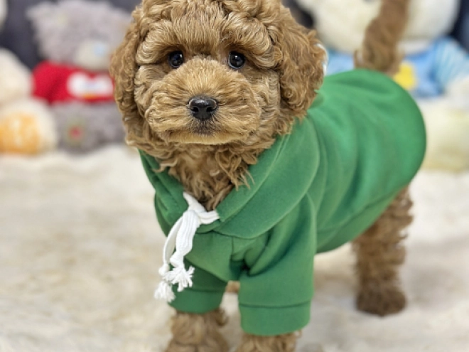 Perros Caniche Toy en venta