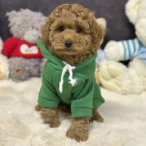 Wookie, brown Caniche Toy en venta