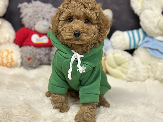 Perros Caniche Toy en venta