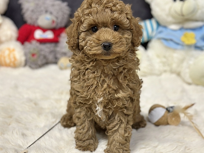 Perros Caniche Toy en venta