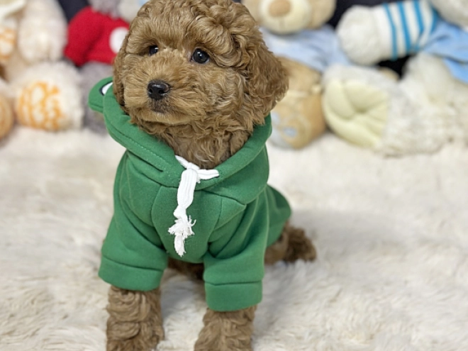 Perros Caniche Toy en venta