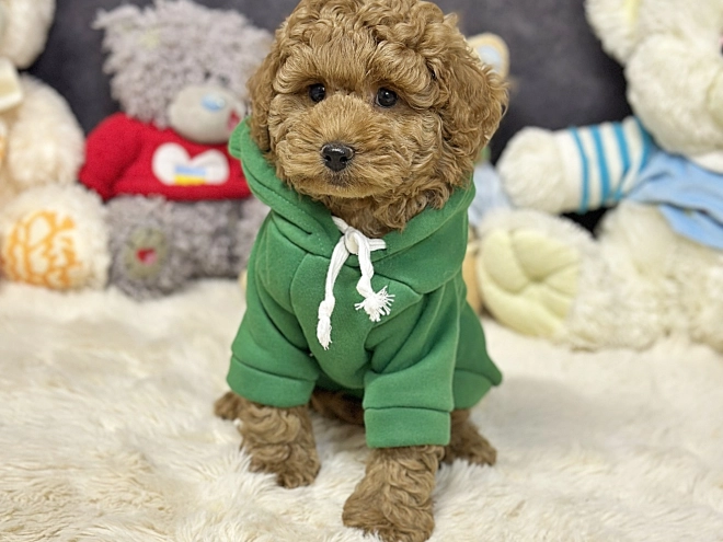 Perros Caniche Toy en venta