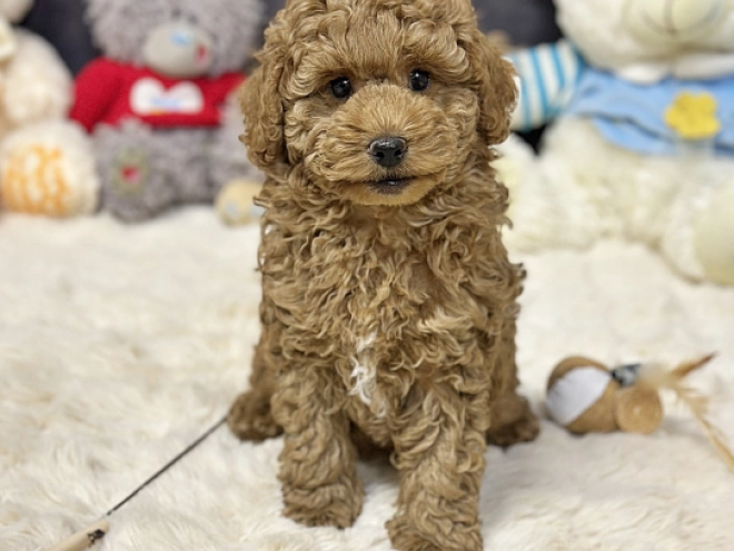 Perros Caniche Toy en venta