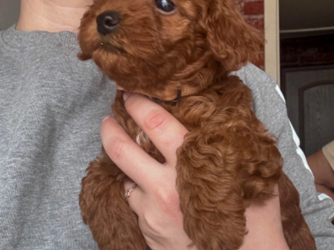Toy Poodle puppy for sale
