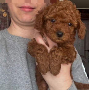 Toy Poodle puppy for sale