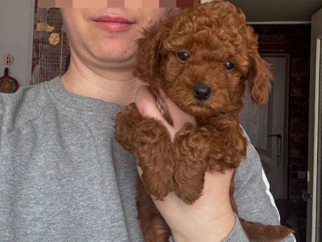 Toy Poodle puppy for sale