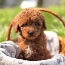 Mini me, red Toy Poodle for sale