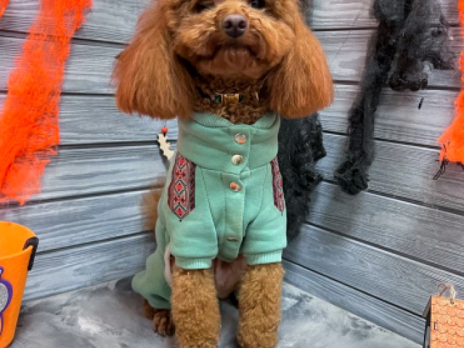 Toy Poodle puppy for sale