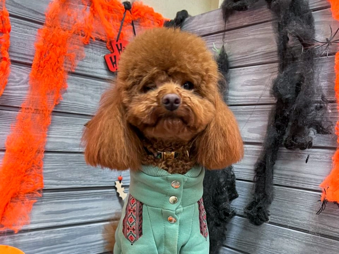 Toy Poodle puppy for sale