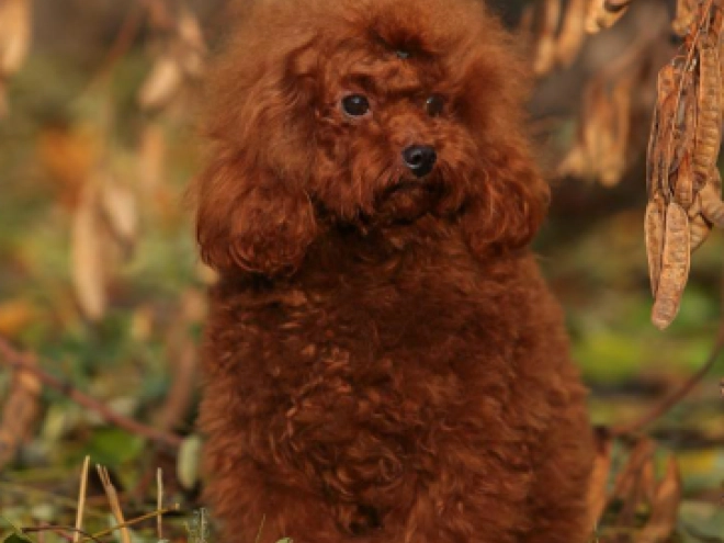 Toy Poodle puppy for sale