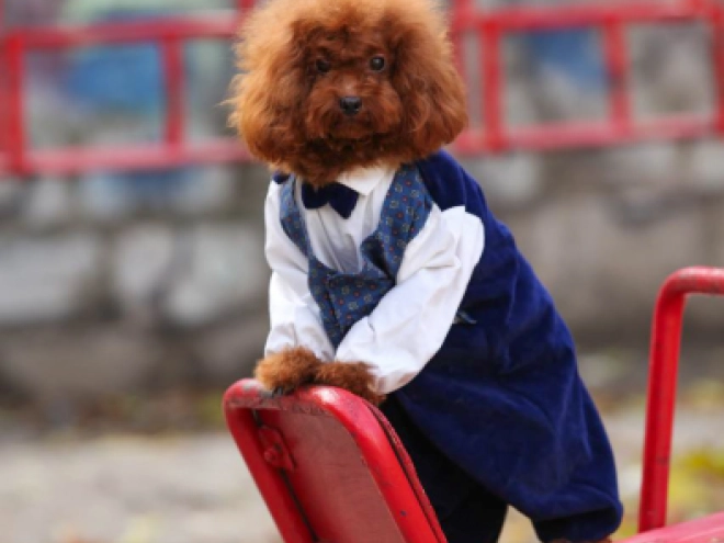 Toy Poodle puppy for sale