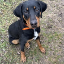 Veda, black and tan Sabueso de Transilvania en venta