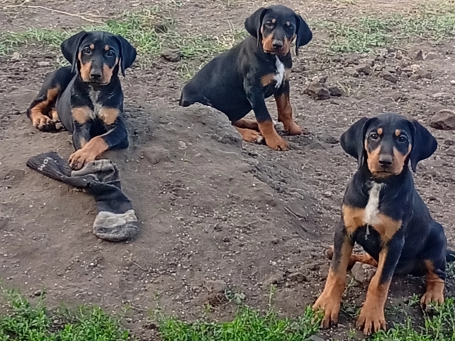 Transylvanian Hound puppy for sale