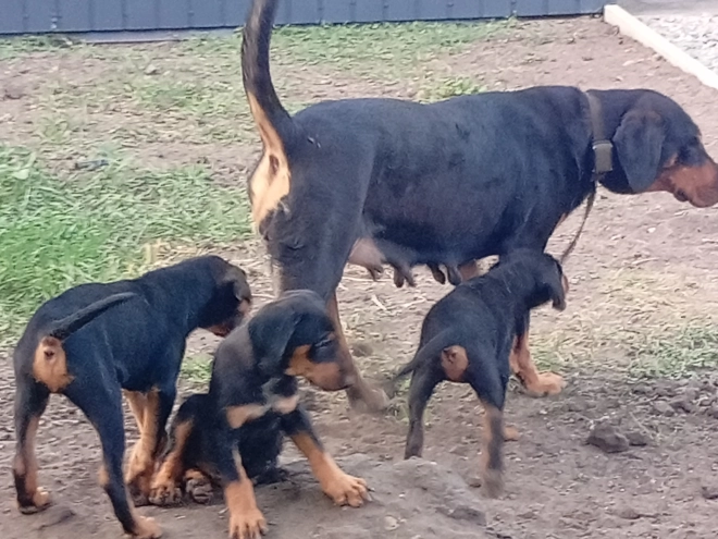 Transylvanian Hound puppy for sale