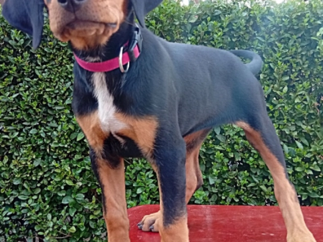Transylvanian Hound puppy for sale
