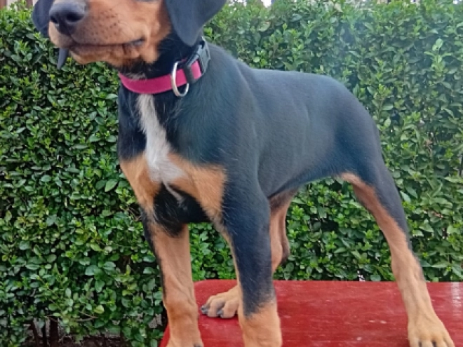 Transylvanian Hound puppy for sale