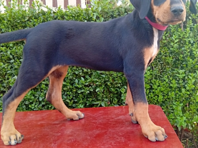 Transylvanian Hound puppy for sale