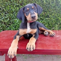 Tasha, tricolor Transylvanian Hound for sale
