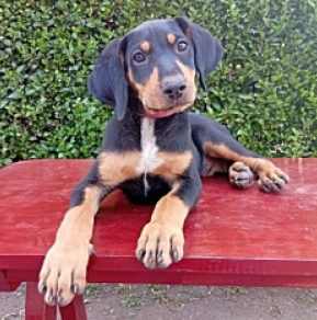 Transylvanian Hound puppy for sale