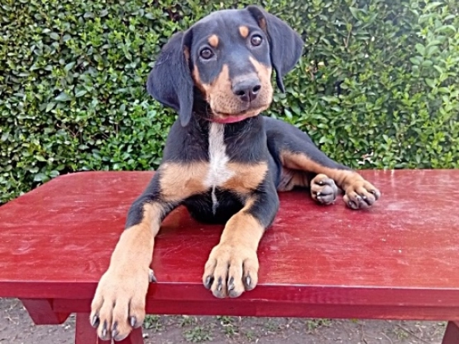 Transylvanian Hound puppy for sale