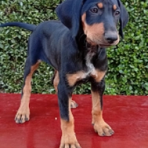 Thunderbird, tricolor Transylvanian Hound for sale