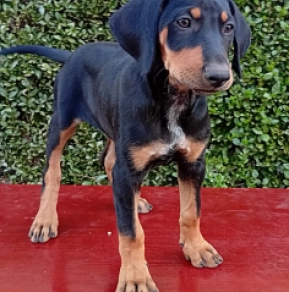 Transylvanian Hound puppy for sale