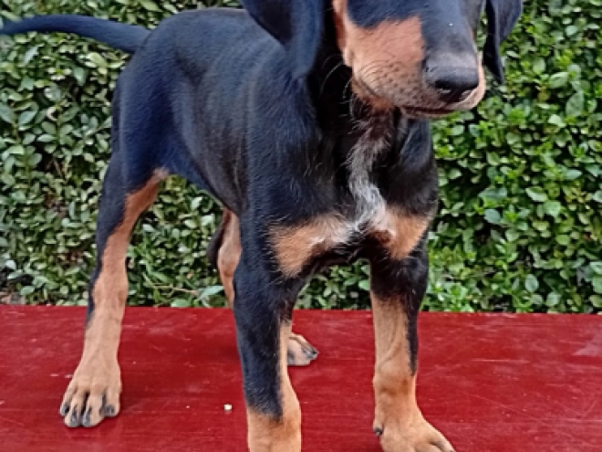 Transylvanian Hound puppy for sale